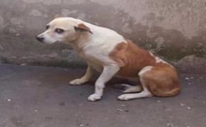 Muškarac u Zenici silovao psa, Udruženje "Šapa" traži hitnu istragu